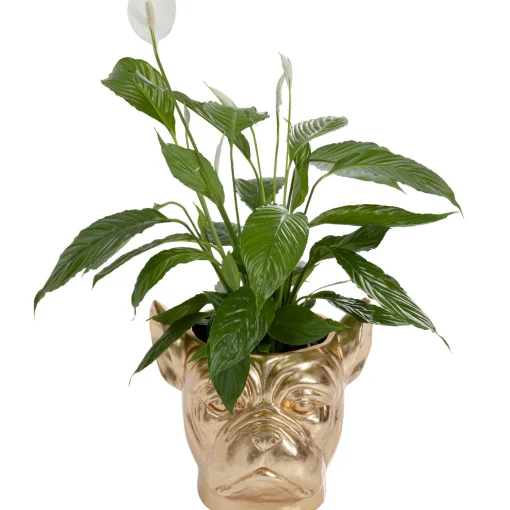KARE Design Caches Pots|Cachepot Décoratif Bulldog Dore