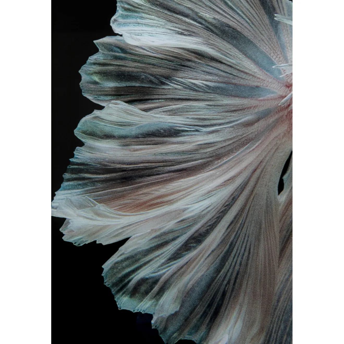 KARE Design Tableaux En Verre|Tableau En Verre Colorful Swarm Fish 120X120Cm