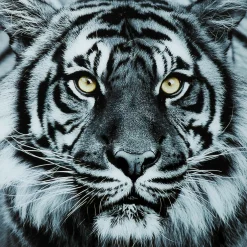 KARE Design Tableaux En Verre|Tableau En Verre Face Tiger 80X80Cm