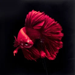 KARE Design Tableaux En Verre|Tableau En Verre Fire Fish 100X100Cm