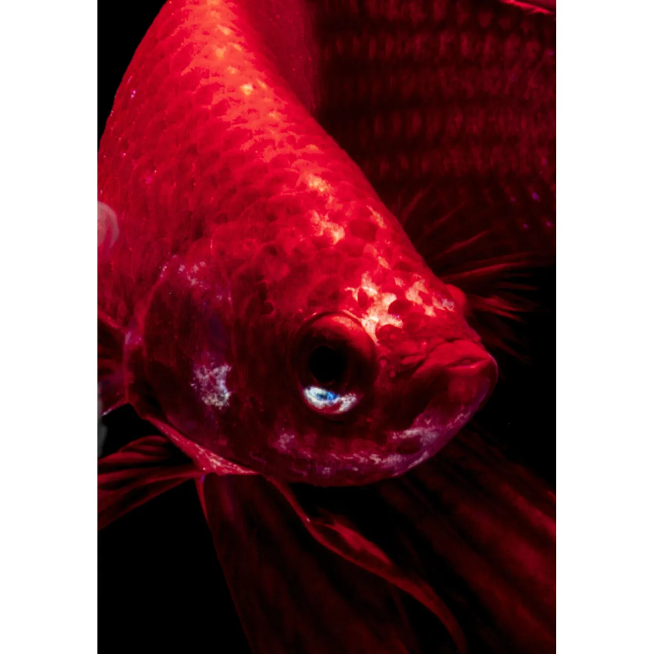 KARE Design Tableaux En Verre|Tableau En Verre Fire Fish 100X100Cm